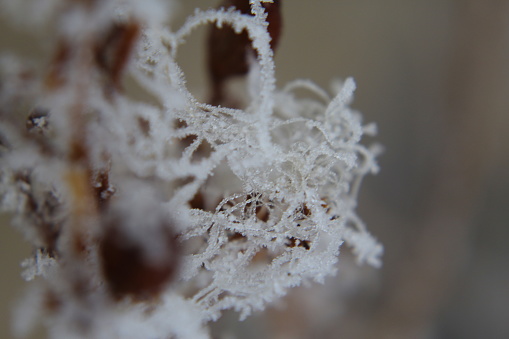 This is more pictures I got of the frost over