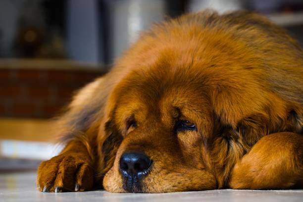 adult tibetan mastiff bitch lying down, featuring a unique deep red coat. thick winter fur. - bitch ストックフォトと画像