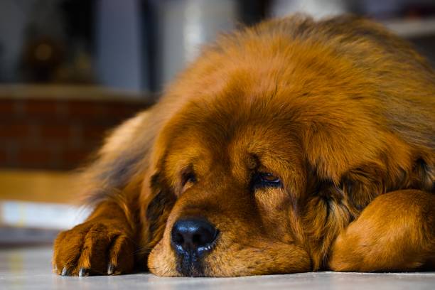 istock Adult Tibetan Mastiff bitch lying down, featuring a unique deep red coat. Thick winter fur. 2015841339