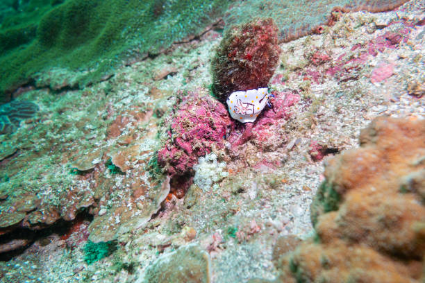 Nudibranch on a coral Reef, Musandam, Oman