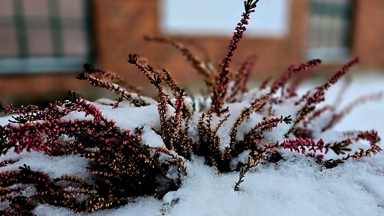 Close-up view of a plant with snow-covered branches. Background potrait High quality picture