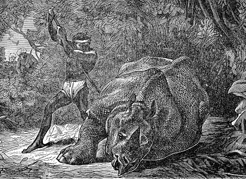 Hunters hunting a rhinoceros. Vintage etching circa 19th century.
