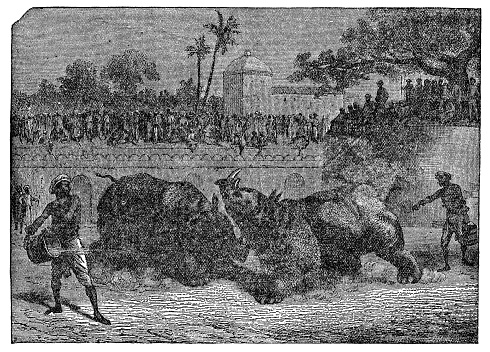 A crowd of people watching an organized rhinoceros fight. Vintage etching circa 19th century.