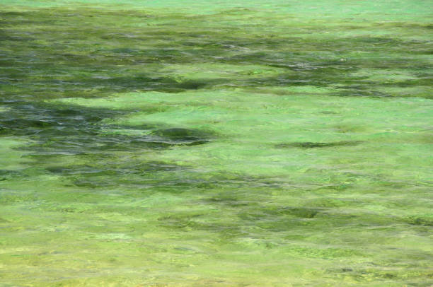 Rivière Des Galets, Savanne District, Mauritius: Saint Felix public beach - south coast - rippled, transparent, emerald waters in the coastal reef