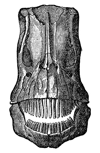 A Diplodocus dinosaur skull, front view. Vintage etching circa 19th century.