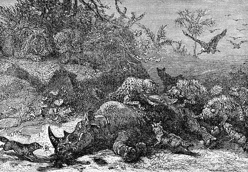 Lions, hyenas, jackals and vultures feeding on a White Rhinoceros carcass in Africa. Vintage etching circa 19th century.