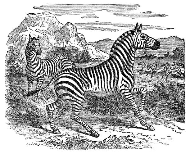 Cape Mountain Zebras (equus zebra zebra). Vintage etching circa 19th century.