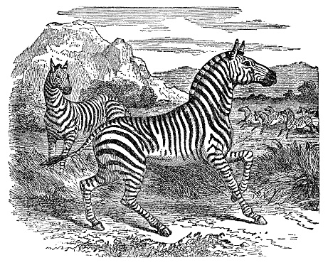 Cape Mountain Zebras (equus zebra zebra). Vintage etching circa 19th century.