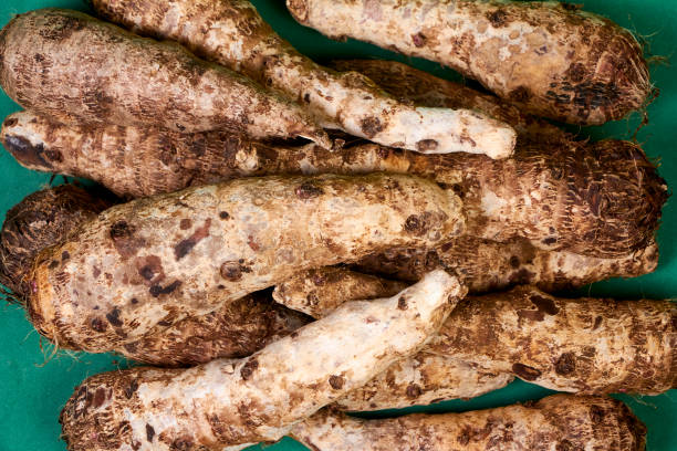 closeup of taro root vegetable, eddo malanga, green background - chinese eddo zdjęcia i obrazy z banku zdjęć