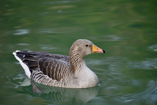 White duck swimming on a lake
