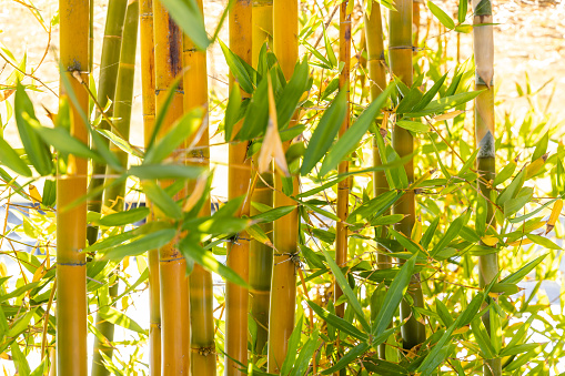 Lush bamboo growing as a hedge, wind barrier.