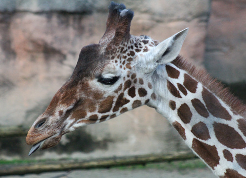 A black-tongued giraffe lets his feelings be known
