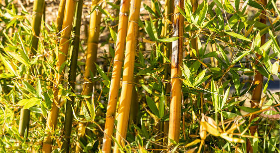 Lush bamboo growing as a hedge, wind barrier.