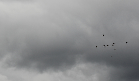 A flock of seagulls flies against a gray sky