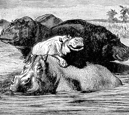 A hippopotamus and her young (hippopotamus amphibius). Vintage etching circa 19th century.