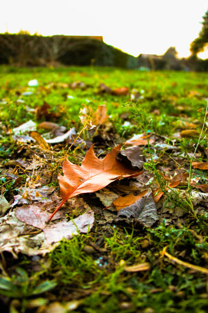 A lush green field adorned with fallen leaves and scattered trees