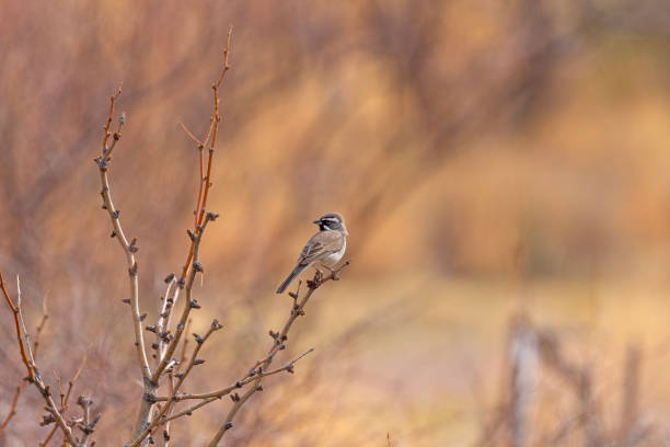 A Black Throated Sparrow in the Organ Mountains of New Mexico