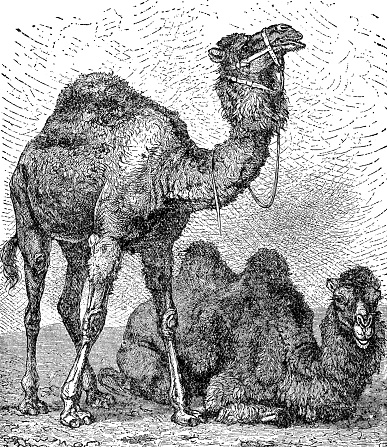 Dromedary Camel (camelus dromedarius) and Bactrian Camel (camelus bactrianus). Vintage etching circa 19th century.