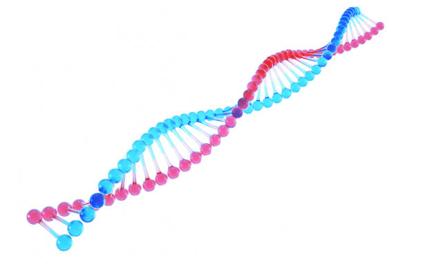 istock DNA Transparent Blue & Red, Science and Medicine Concept, Clipping Path 2015946247