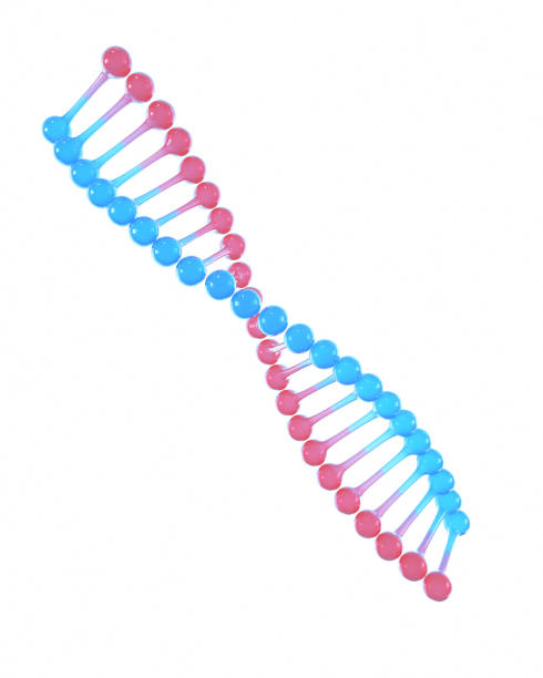 3d Render DNA Transparent Blue & Red, Science and Medicine Concept, Clipping Path