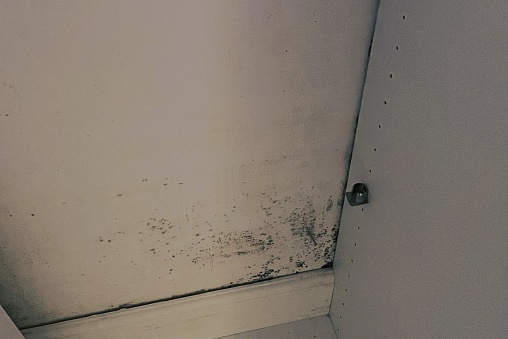 Mold growth on the wall at the rear of a closet, including potentially hazardous varieties.