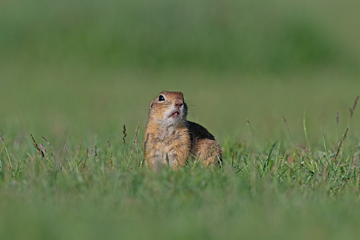 A cute richardson ground squirrel, or a common manitoba prairie dog, in the grass,