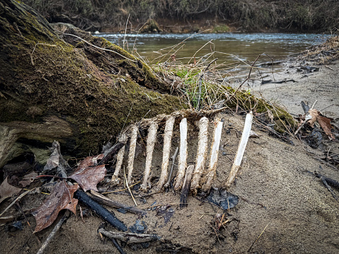 Deer rib cage exposed after a high water event on an East Coast stream