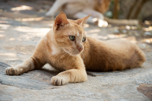 Homeless ginger red cat lies with sore eyes on street. An abandoned animal on streets from Sri Lanka. Close up.
