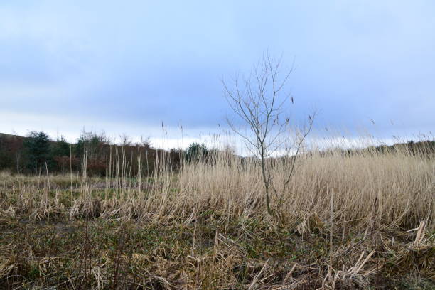 istock St Fitticks Park Aberdeen 2015978603