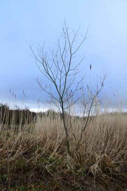 istock St Fitticks Park Aberdeen 2015981867
