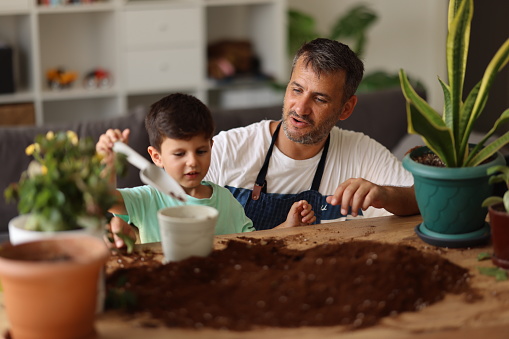 Cute Boy Planting Flowers With Father At House