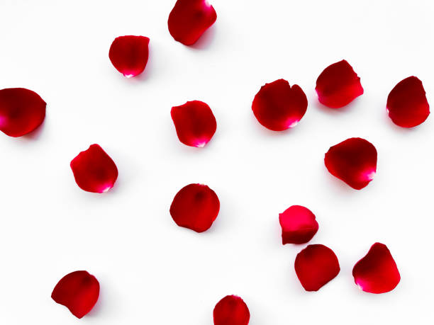 istock Scattered red rose petals isolated on white background. Flat lay, top view. Romantic concept for design and decoration. Can be used for romantic event decorations, wedding invitations, greeting cards and in cosmetics and perfumery advertising. 2016022868