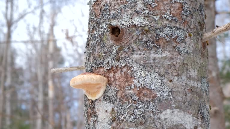 Interesting Shelf Fungus on a Tree Trunk