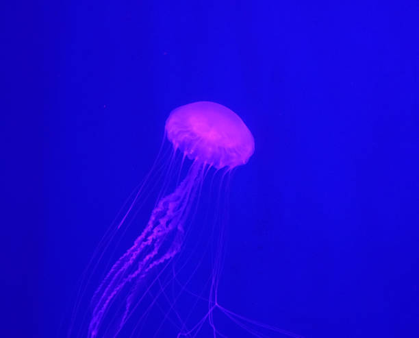 istock Close up on jellyfish under pink light 2016063586