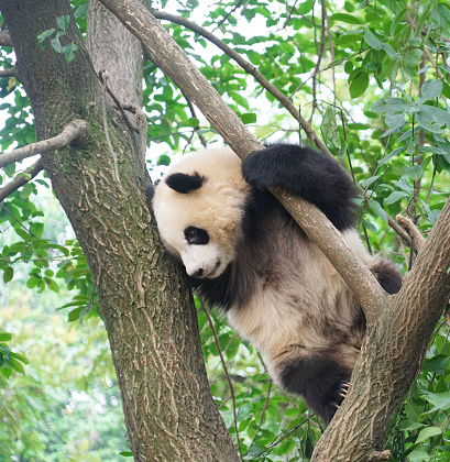 young panda climbing up and playing on the tree