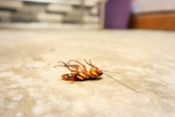 dead cockroach - poverty ugliness residential structure usa - fotografias e filmes do acervo