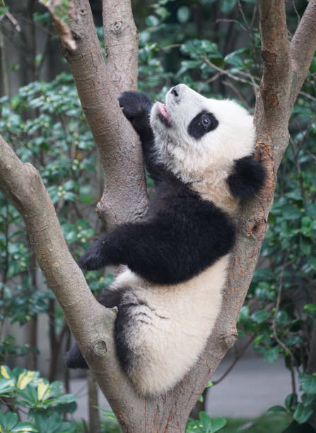 istock young panda climbing up and playing on the tree 2016064639