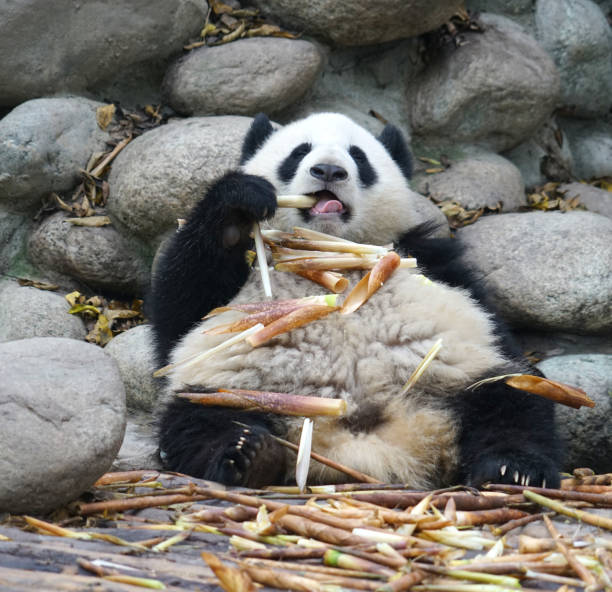 close up on giant pandas sitting and eating - panda giant panda china eating ストックフォトと画像