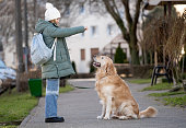 Girl Trains Golden Retriever Dog