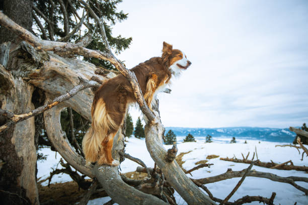 Dog enjoys snowy day in forest near tree roots