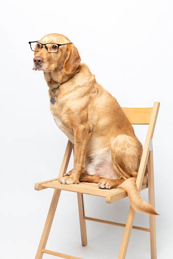 Vertical portrait of labrador retriever wearing transparent glasses and sitting on a wooden chair over white background. Home pets breed concept