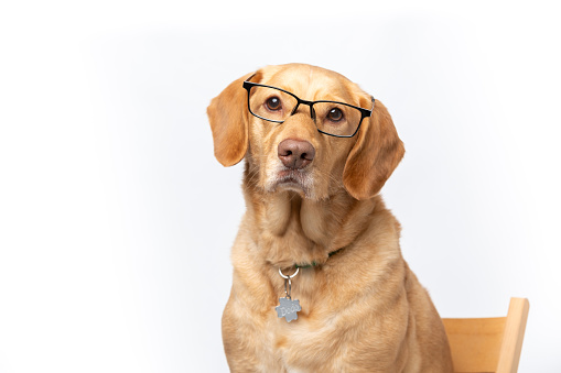 Close up horizontal studio portrait of retriever labrador wearing transparent glasses looking serious. shot on a white background.  Home pets dog breeding concept
