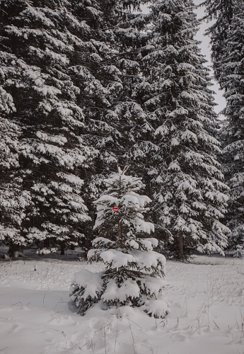 Christmas decoration hangs from lone tree in forest
