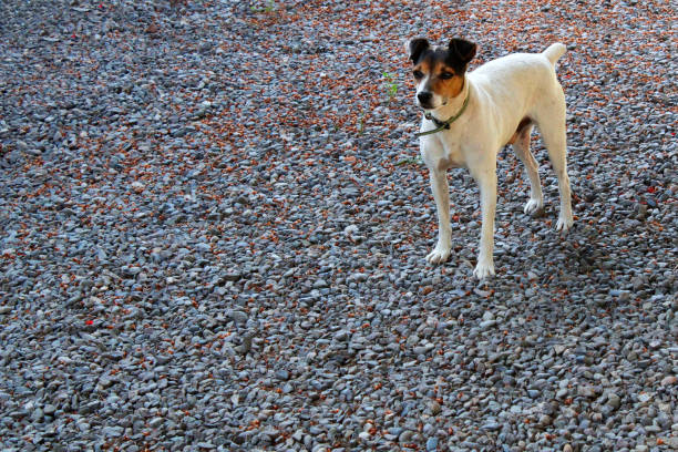 Lonely dog outdoors in nature, waiting in the park.