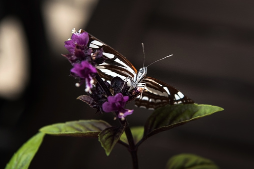 Common Glider (Neptis sappho) Butterfly on Basil Flower