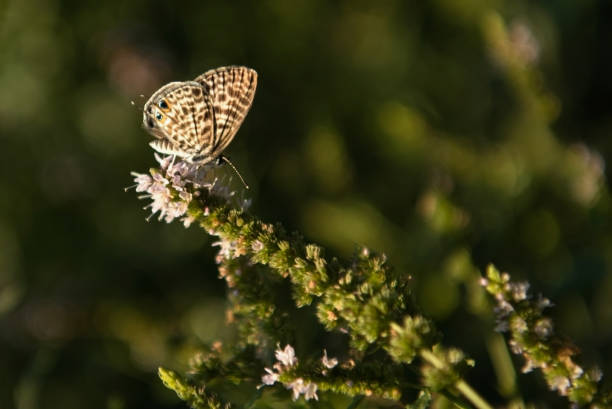 Common Zebra Blue (Leptotes pirithous) Butterfly Feding on Mentha Plant