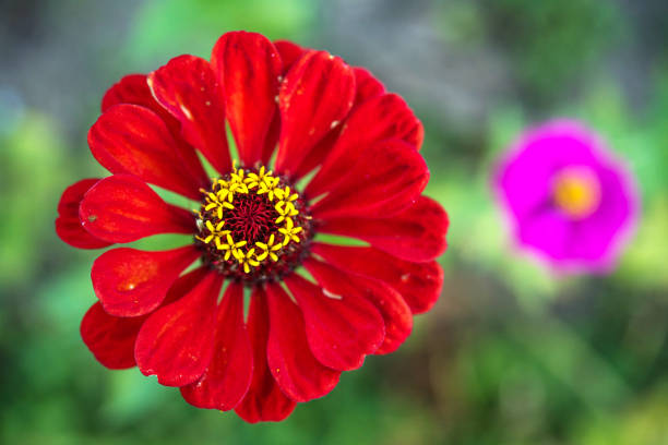 Red and Purple Zinnia (Zinnia elegans) Flowers