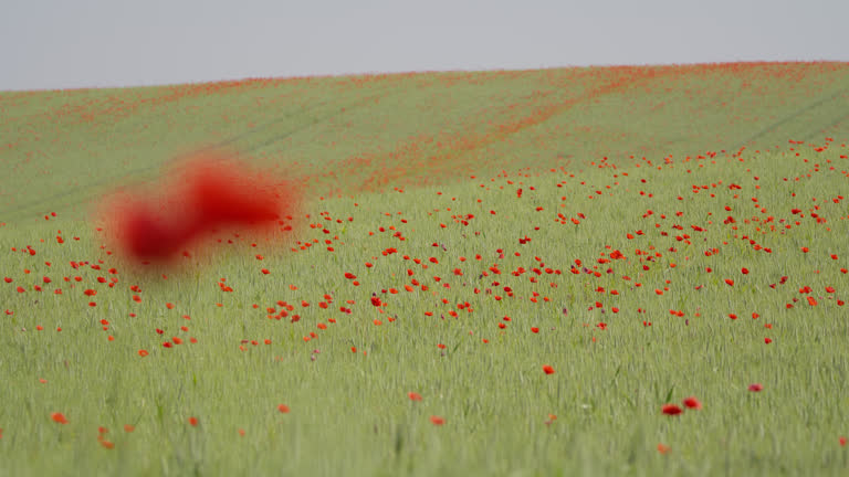 WS Dynamically Shifts Focus from a Cluster of Vibrant Poppy Flowerheads to the Expansive Wheat Field Adorned with Scattered Poppies