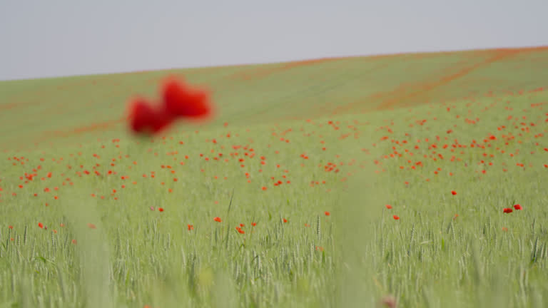 WS Dynamically Shifts Focus from a Cluster of Vibrant Poppy Flowerheads to the Expansive Wheat Field Adorned with Scattered Poppies
