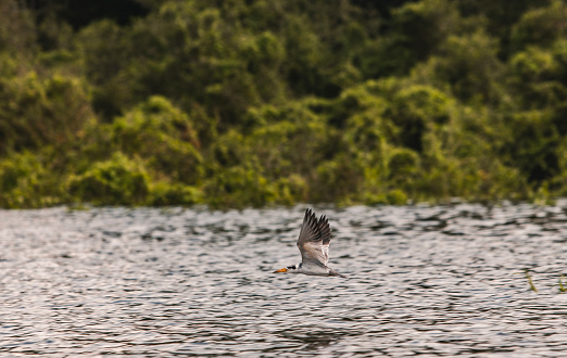 Bird flies over river in estuary